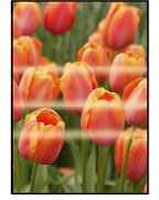 Ojämn, strimmig, blek